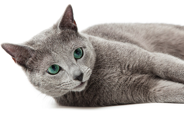 Best Cat Food For Russian Blue Cats & Kittens (2018