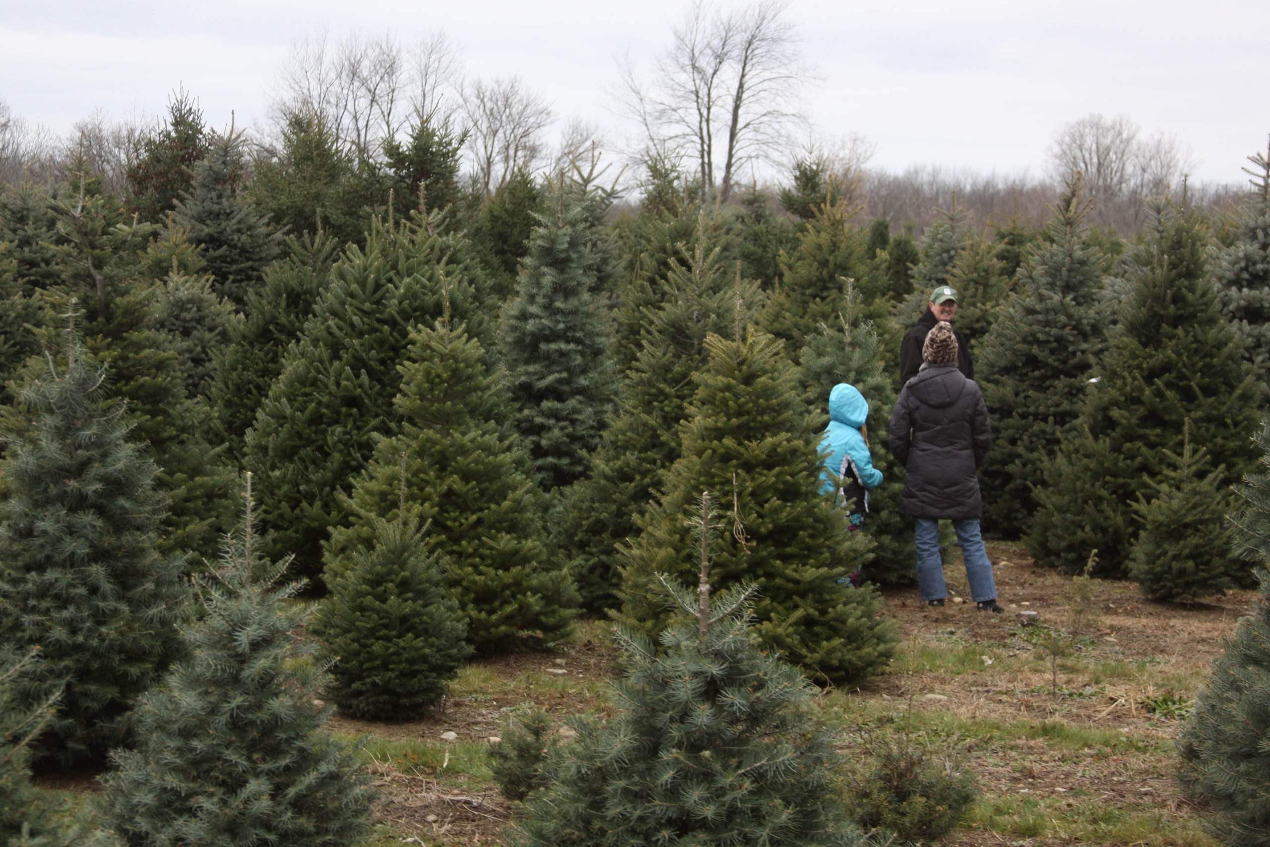 How To Start A Christmas Tree Farm
