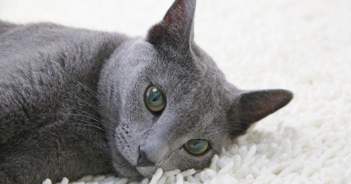 Russian Blue Temperament And Personality