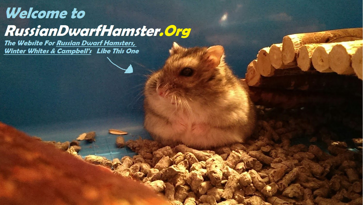 Russian Dwarf Hamster Facts & Most Common Questions…Answe