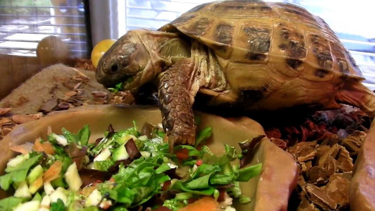 Russian Tortoise Food [The 3 Best + Buying Guide 2021]