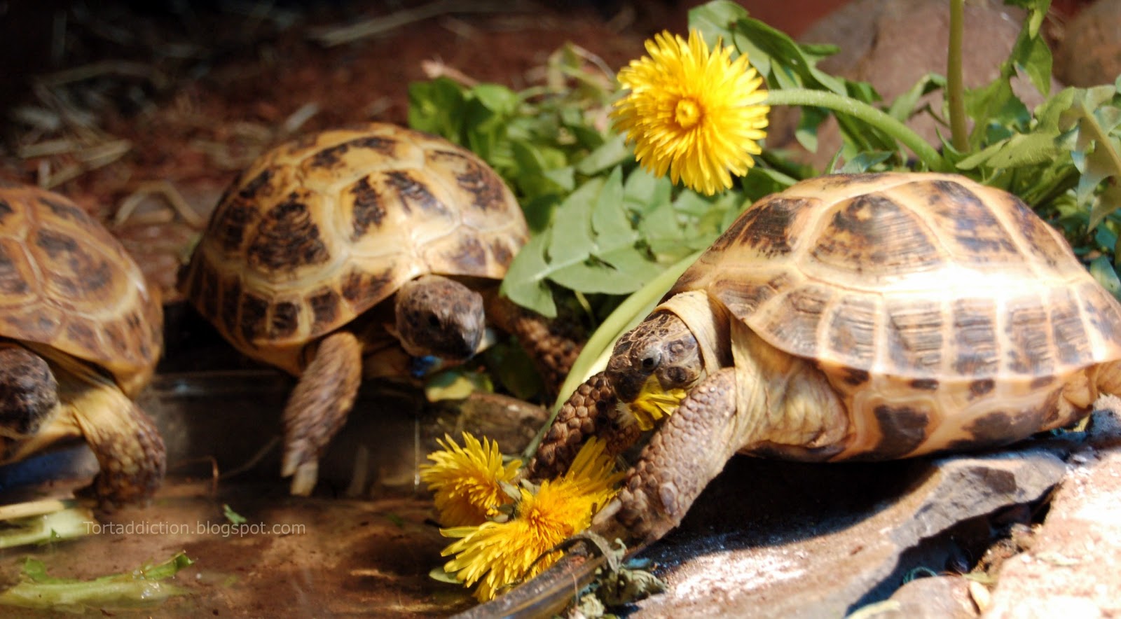 What Do Russian Tortoises Eat? ( + Beginners Feeding Guide