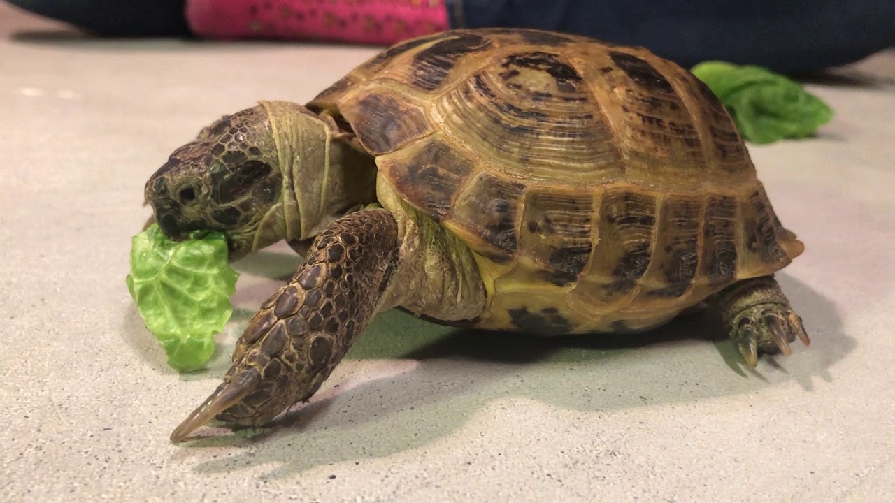 What Do Russian Tortoises Eat? ( + Beginners Feeding