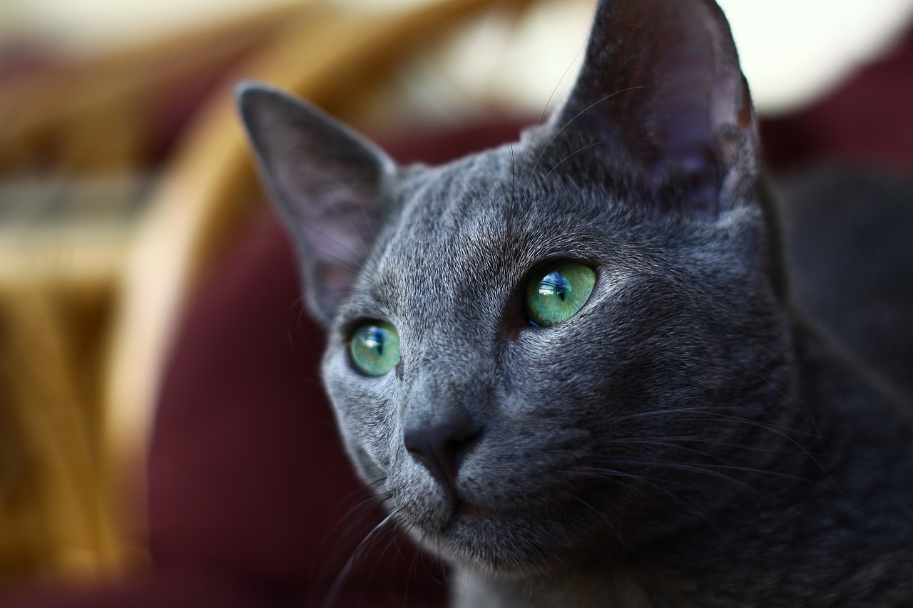 What Food You Should Serve To Your New Russian Blue.